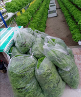 Système de culture hydroponique NFT à faible coût pour serre verticale, culture de légumes et de laitues, avec canaux en PVC