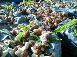 <span class=keywords><strong>Serre</strong></span> <span class=keywords><strong>d</strong></span>'élevage <span class=keywords><strong>d</strong></span>'escargots multi-tunnels en arche 12S 15S avec film PO et <span class=keywords><strong>filet</strong></span> <span class=keywords><strong>d</strong></span>'<span class=keywords><strong>ombrage</strong></span>, structure en tubes <span class=keywords><strong>d</strong></span>'acier galvanisé - Product Image 2