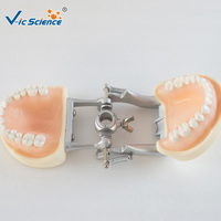 Modelo Dental de 28 Dientes con Encía Suave, Articulador DP con Tornillo Removible para Prácticas de Enseñanza, Certificaciones CE, ISO, ROHS, CNAS
