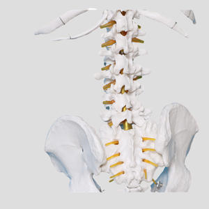 Modelo de Demostración de Esqueleto Humano con Nervios y Vasos Sanguíneos, Modelo de Entrenamiento de Ciencias Médicas, 176 cm, PVC, MAXCARE MAC-YJ35 - Product Image 4