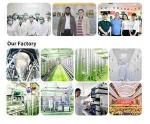 Protéine de pois claire halal Kustom Peptide, protéine de pois, collagène végétalien hydrolysé, poudre isolée, emballée sous vide, qualité alimentaire - Product Image 5