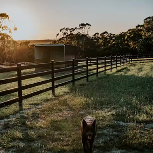 <span class=keywords><strong>B</strong></span>án buôn thép đen ngựa hàng rào với <span class=keywords><strong>b</strong></span>ốn đường ray phong cách trang trại 3D mô hình dịch vụ bao gồm - Product Image 5