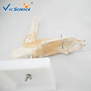 Modelo de Esqueleto <span class=keywords><strong>Humano</strong></span> de Tamaño Real <span class=keywords><strong>con</strong></span> Articulación del Pie y Ligamentos, Modelo de Esqueleto <span class=keywords><strong>Humano</strong></span> - Product Image 4