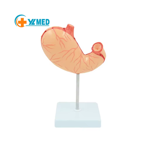 อวัยวะย่อยอาหารของมนุษย์แบบจำลองกายวิภาคของกระเพาะอาหารการสอนทางการแพทย์แบบจำลองกระเพาะอาหารมี2ส่วน - Product Image 1