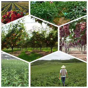 पेट्रेनिया 10:1 कई विशिष्टताओं पानी में घुलनशील पेट्रेनिया पाउडर पेस्टिनिया अर्क पाउडर - Product Image 4