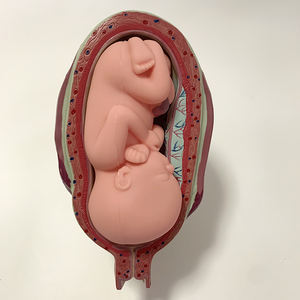 Embryonaal Ontwikkelingsproces Anatomie Model Bevalling Model - Product Image 5