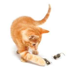 Venta al por mayor de juguete para mascotas, accesorios para gatos, suministros para mascotas, ratón de juguete para gatos para masticar y jugar - Product Image 5