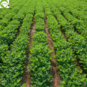 Высококачественные очищенные сырые сушеные ядра арахиса для снеков по гарантированно выгодной цене - Product Image 3