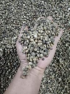 กาแฟอาราบิก้าดิบคุณภาพเยี่ยมจากแหล่งปลูกที่มีระดับความสูงเหมาะสมและรสชาติเข้มข้น เหมาะสำหรับการคั่วเชิงพาณิชย์ - Product Image 4