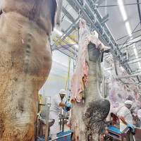 Máquina Automática para el Sacrificio de Vacas con Garantía de 3 Años, Equipo para Mataderos de Ganado, Procesamiento de Carcasas