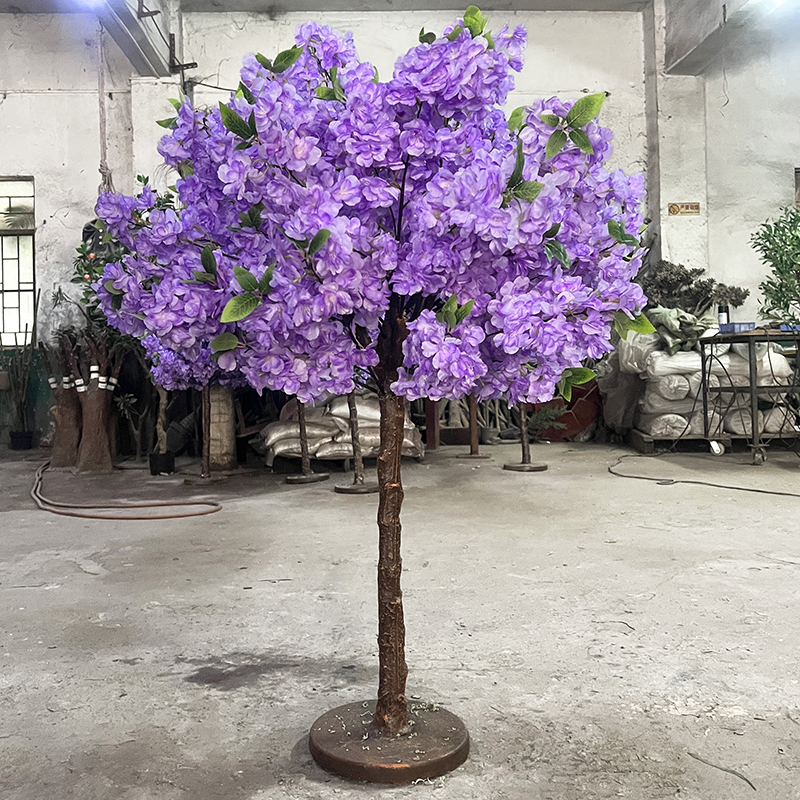 Viola