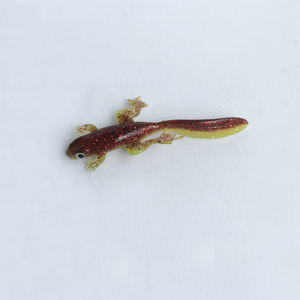 Señuelos <span class=keywords><strong>de</strong></span> cola larga Tadpole Artificial Lizard Frog Señuelo <span class=keywords><strong>de</strong></span> pesca - Product Image 4