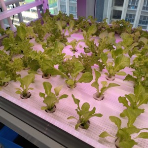 Sistema de Cultivo Hidropónico Multicapa para Forraje, Trigo y Cultivos Aeropónicos, Mesa de Cultivo Vertical Móvil con Sistema de Flujo y Reflujo - Product Image 3