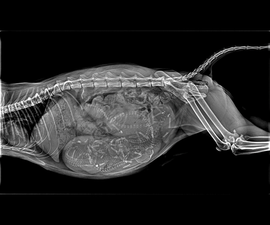 DAWEI Animal Xray Machines Veterinary Digital Dental Xray Machine