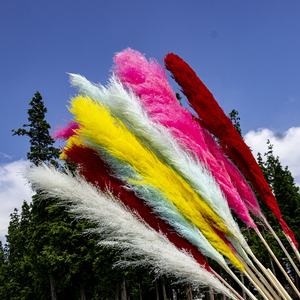 热卖鲜花大干潘帕斯草婚礼/家居装饰潘帕斯草花束 - Product Image 5