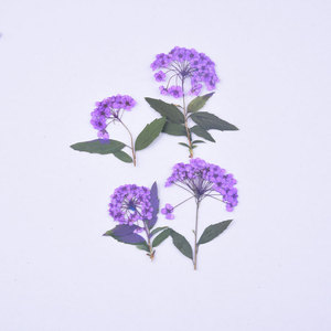 Petit narcisse avec Branches séchées fleur pressée pour bricolage coque de téléphone signet soie ventilateur lampe de Table cadre Photo Nail Art - Product Image 3