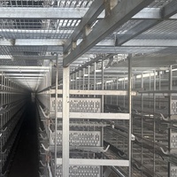 Système d'équipement de cage d'élevage de poulets entièrement automatique, durable et peu encombrant, de conception en forme de H, pour l'Afrique, permettant de réduire les coûts de main-d'œuvre