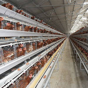 Completamente automatico A o H galline ovaiole strato di pollame polli batteria gabbia prezzo per la vendita In Dubai e nigeriano allevamento di pollame - Product Image 2