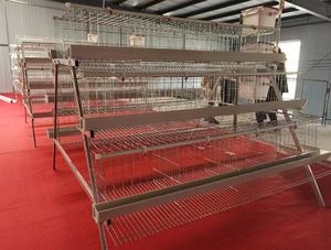 Indonesia Filipinas 1000 Gallinas Granja Avícola Una Puerta Un Gallinero - Product Image 4