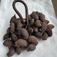 Kerincingan Cangkang Kacang Dark Moonin 24 atau 50 Buah Penggetar Biji Alami untuk Efek Suara Relaksasi, Rekaman ASMR, dan Meditasi
