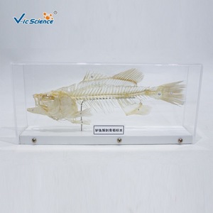 Spécimen de squelette de perche, véritable spécimen anatomique d'os, squelette de poisson d'eau douce, équipement expérimental pour les élèves du primaire et du secondaire - Product Image 2