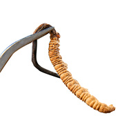 Prix de Gros Cordycépine Produits Longrich Champignon Séché en Vrac Mycélium de Cordyceps Champignon Entier Cordyceps Sinensis Militaris