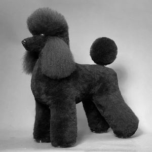 Huisdier Simulatie Haarverzorging Oefenen Hond Standaard Poedel Volledig Lichaam Skeletmodel Hondentrimmen Zwart Onderwijs scheren oefenen - Product Image 2