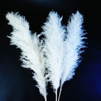 Herbe de pampa géante 80cm moelleux grand bouquet de fleurs d'herbe de pampa humide pour la décoration de la maison herbe de pampa noire