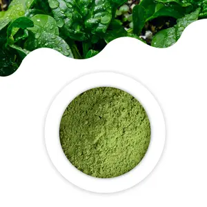Herbasea 100% puro natural Extrato de Espinafre Orgânico a granel Orgânico 99% puro Suco de Espinafre em Pó