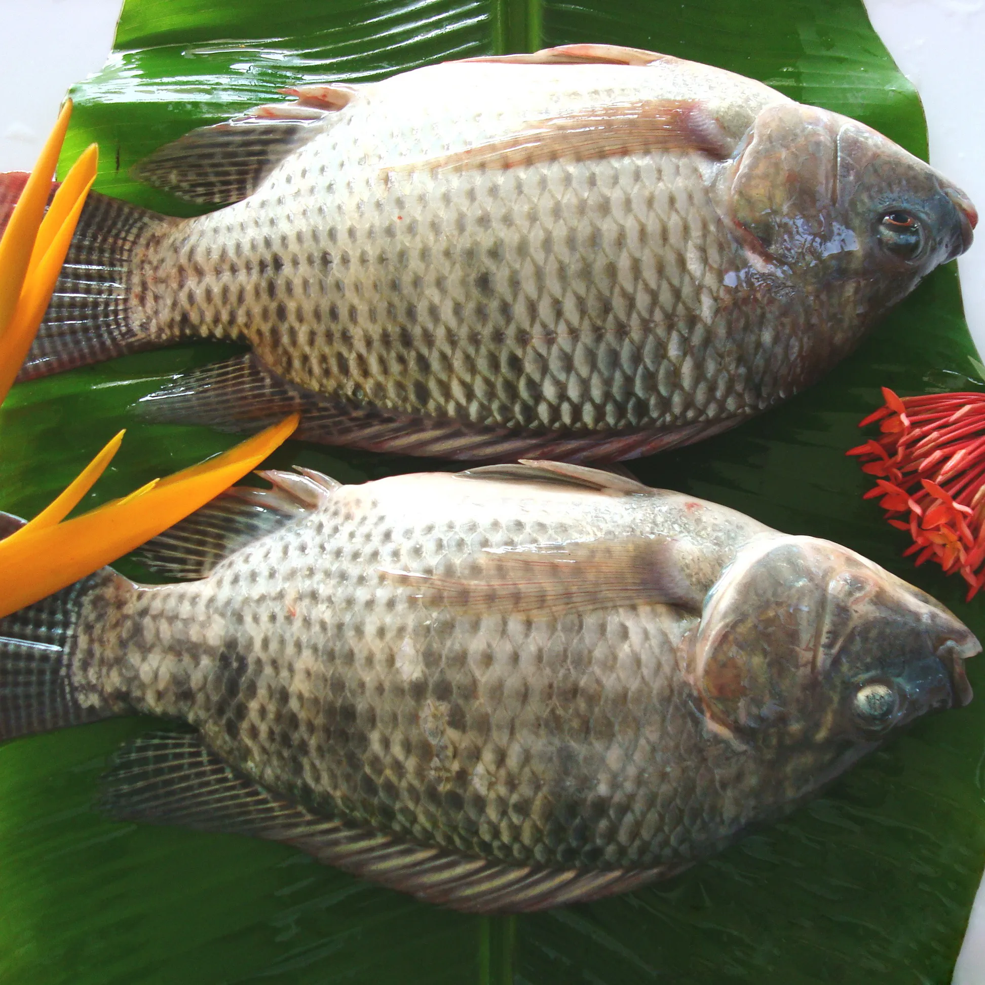 High Quality Frozen Black Tilapia Fish Factory Export