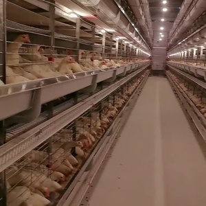 Công Suất Cao H Loại Tự Động Hệ Thống Lồng Cho Trứng Gà Thiết Kế Mới Gia Cầm Thiết Bị Trang Trại Nhà Máy Giá Ở Phía Nam Châu Phi - Product Image 3