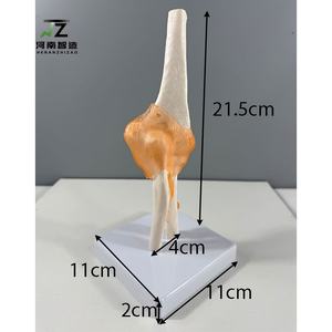 Modèle de squelette de paume grandeur nature de haute qualité en PVC avancé pour l'école et l'hôpital - Product Image 3