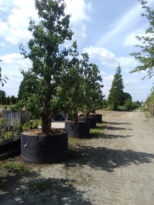 Grand <span class=keywords><strong>pot</strong></span> <span class=keywords><strong>de</strong></span> plantes jardin ferme utiliser <span class=keywords><strong>pot</strong></span> d'élagage à air <span class=keywords><strong>pour</strong></span> palmiers et oliviers - Product Image 6
