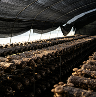 Rouleau de filet pare-soleil noir pour pépinière, tunnel, verger, arbres fruitiers, ferme, légumes, protection des cultures extérieures et des plantes