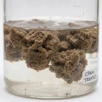 Polyacrylamide CPAM pour l'impression textile, la teinture, la décoloration des eaux usées et la polymérisation pour la séparation des boues