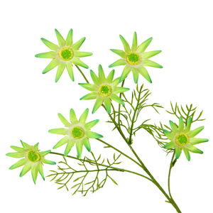 Fleur artificielle en soie à six têtes, bleu étoilé, branche unique, pour décoration intérieure et accessoires de photographie extérieure - Product Image 1