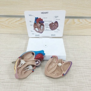 Mô Hình Trái Tim Giải Phẫu Người Giải Phẫu <span class=keywords><strong>3d</strong></span>, Giải Phẫu Người - Product Image 4