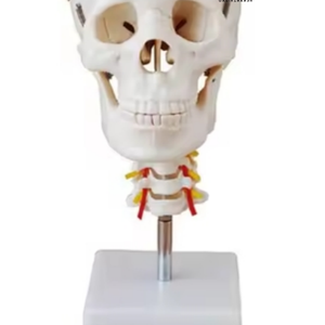 Modelo de Cráneo con Columna Vertebral de Alta Calidad - Modelo de Enseñanza Médica - Product Image 3