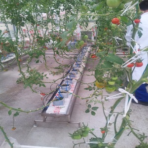 หินป<span class=keywords><strong>ล</strong></span>ูกพืชไร้ดินคุณภาพสูงราคาส่งถูก - Product Image 2