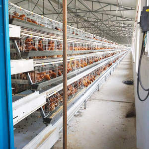 Durable granja avícola huevo <span class=keywords><strong>pollo</strong></span> capa de jaula de cría de equipo para <span class=keywords><strong>el</strong></span> mercado de África - Product Image 5