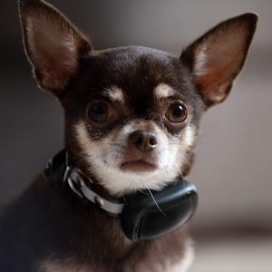 Dog Training Waterproof Eco-Friendly <b>Plastic</b> Underground Portable Shock Collar Pet <b>Fence</b> System Wireless Electric Dog <b>Fence</b> - Product Image 3