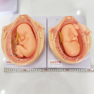 Modèle de développement fœtal, mannequin médical, simulateurs anatomiques de grossesse, utérus, cordon ombilical, modèle fantôme en PVC, modèle humain - Product Image 4