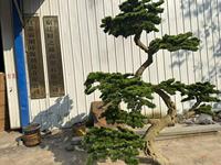 Sapin artificiel Bagang, aspect réaliste, toucher naturel, plante artificielle en plastique, résistant aux UV, résistant à l'eau, décoration intérieure et extérieure pour jardin