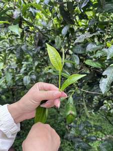 All'ingrosso personalizzato Yunnan Pu'er livello 3 tè biologico confezionato sfuso vari tipi di tè sfuso Pu'er sano - Product Image 4