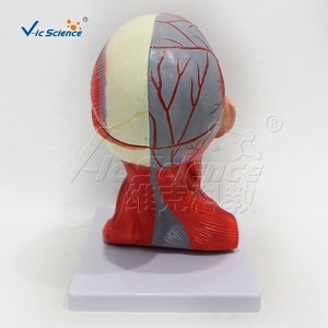 Muscles and <strong>Blood</strong> <strong>Vessels</strong> of the Head and Neck Attached <strong>to</strong> the <strong>Brain's</strong> Ten Components Anatomy Model PVC Material Model - Product Image 5