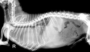 Iray Veterinaire Dr Beeldvorming Hoge Resolutie Paneel Plano Detector X-Ray 17 Inch Draagbare Draadloze Digitale Flat Panel Detector Fpd - Product Image 3