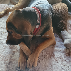 Vente en gros de bâtonnets à mâcher en bois de café pour chiots, réduit l'anxiété à mâcher, jouets à mâcher sûrs pour la récréation des chiens, fabriqués au Vietnam, ODM, bas quantité minimale de commande - Product Image 1