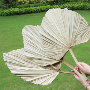 Hot Bán Hoa Lá Cọ/<span class=keywords><strong>Pukui</strong></span> Fan Leaf Loạt Tự Nhiên Khô Hoa Cho Đám Cưới Trang Trí - Product Image 2