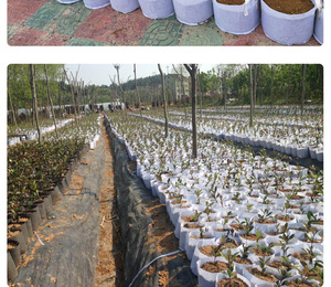 Không dệt cảm thấy vải cà chua phát triển Túi cây trồng Túi Phát Triển nồi - Product Image 5