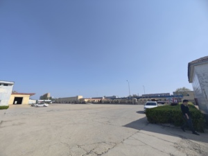 ที่มีคุณภาพสูงยี่ห้อ Heli รากขิงสดใหม่ได้รับการรับรองโดยตรงจากมณฑลซานตง10กก. สำหรับทำอาหาร - Product Image 6